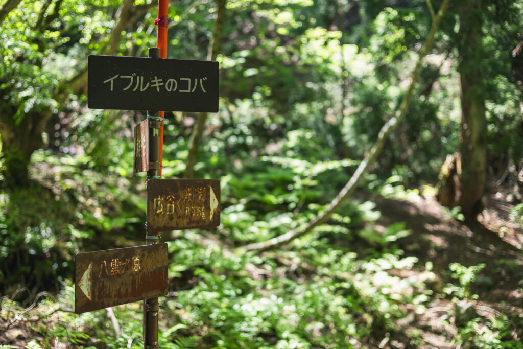 比良比叡トレイルの山旅<1泊2日のテン泊全山スルーハイク> イブルキのコバ