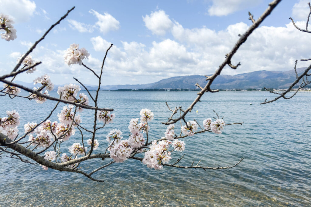 海津大崎の桜|高島市の絶景桜スポット ニジノート