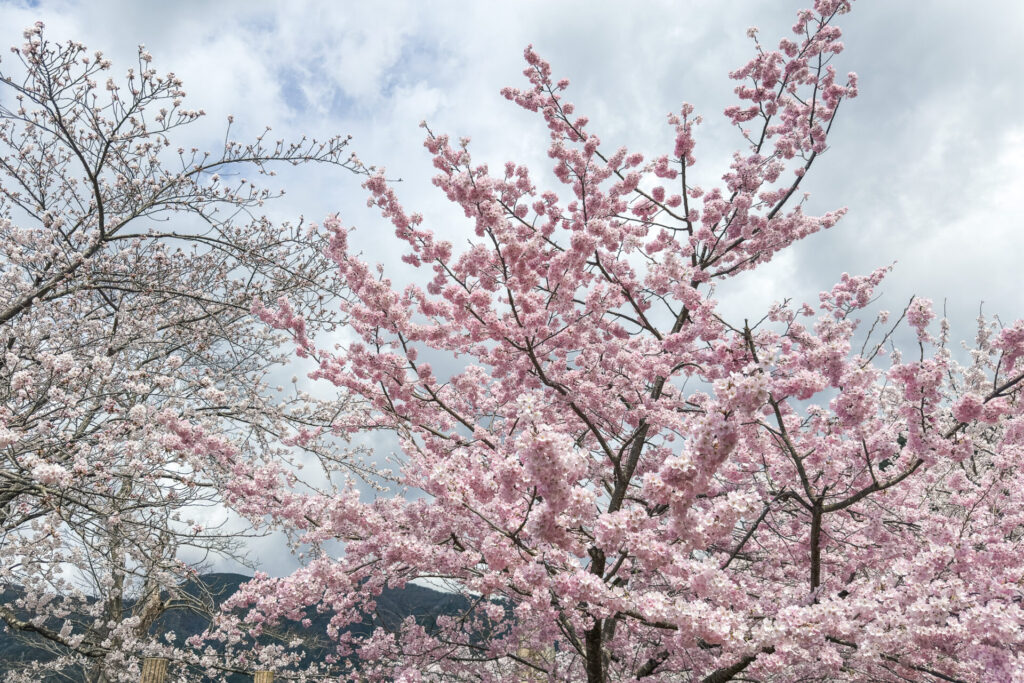 海津大崎の桜|高島市の絶景桜スポット ニジノート