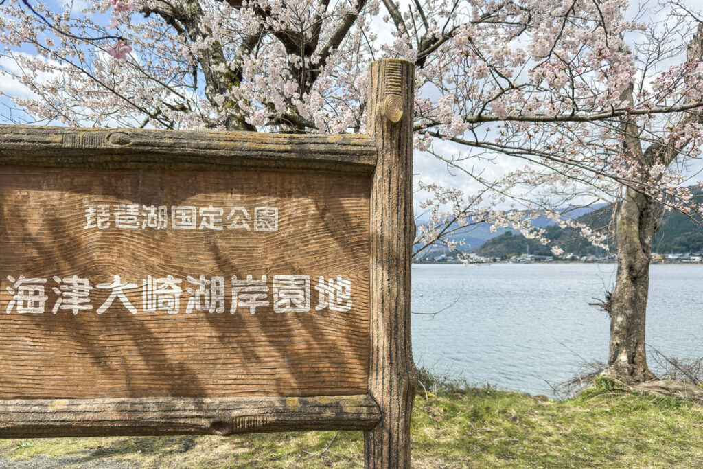 海津大崎の桜|高島市の絶景桜スポット ニジノート