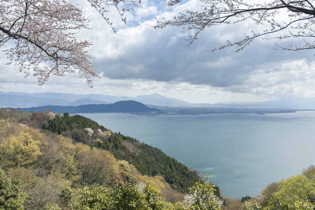 海津大崎の桜|高島市の絶景桜スポット ニジノート