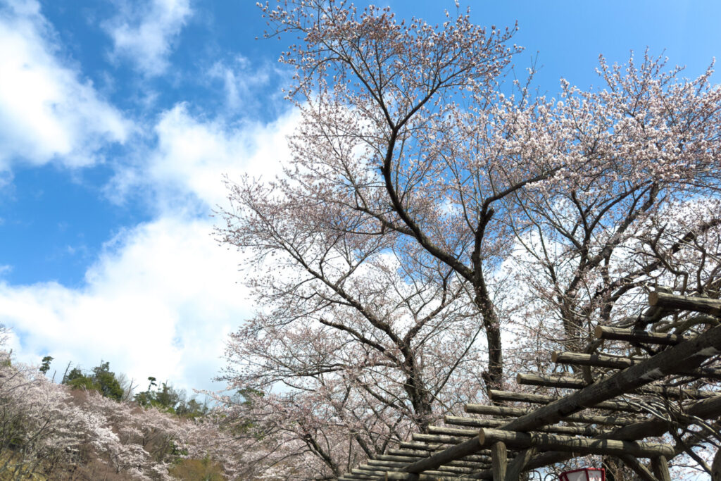 海津大崎の桜 ニジノート