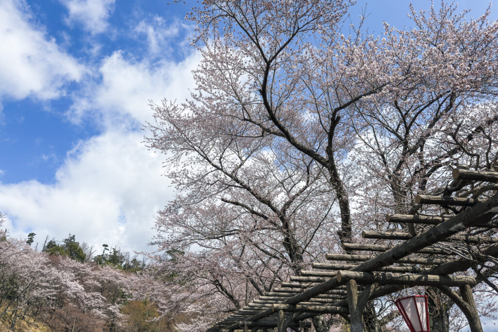 海津大崎の桜|高島市の絶景桜スポット ニジノート
